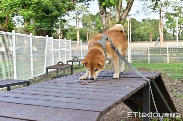 ▲▼春節連假毛小孩也瘋狂！高雄「7座寵物公園」一次看。（圖／記者賴文萱翻攝）