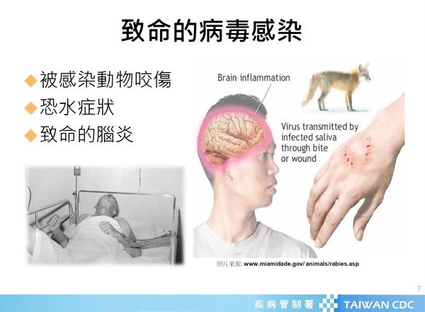 ▲春節連假若要前往開發中國家，北榮桃園分院提醒避開人畜共同動物，以免被傳染狂犬病毒。（圖／疾管署提供）