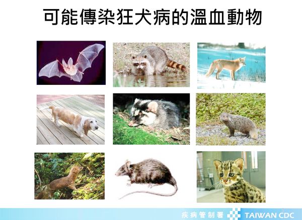 ▲北榮桃園分院提醒避開可能傳染狂犬病毒之溫血動物。（圖／疾管署提供）