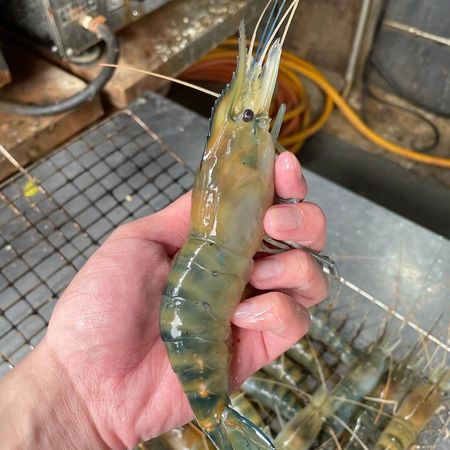 ▲▼嚴選7間新手也能釣的高評價釣蝦場。（圖／ReadyGo提供）