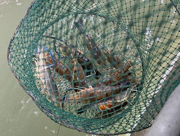 ▲▼嚴選7間新手也能釣的高評價釣蝦場。（圖／ReadyGo提供）