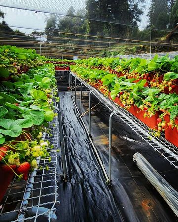▲▼草莓控必收！嚴選7家大湖草莓園。（圖／ReadyGo提供）