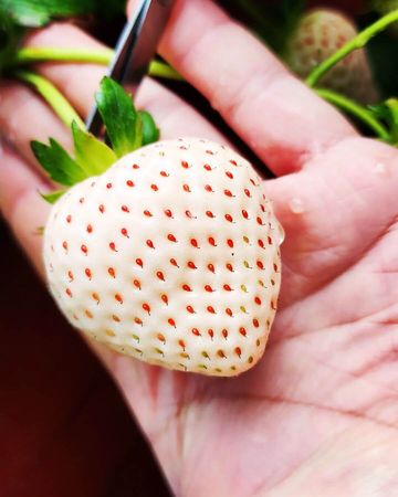 ▲▼草莓控必收！嚴選7家大湖草莓園。（圖／ReadyGo提供）
