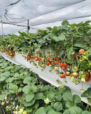 ▲▼草莓控必收！嚴選7家大湖草莓園。（圖／ReadyGo提供）