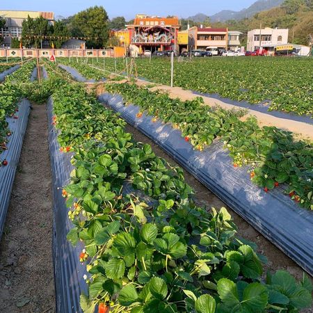 ▲▼草莓控必收！嚴選7家大湖草莓園。（圖／ReadyGo提供）
