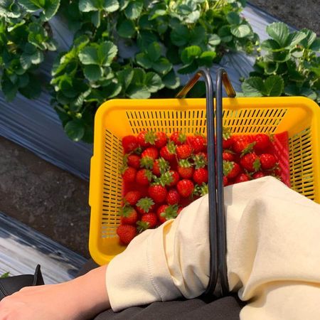 ▲▼草莓控必收！嚴選7家大湖草莓園。（圖／ReadyGo提供）
