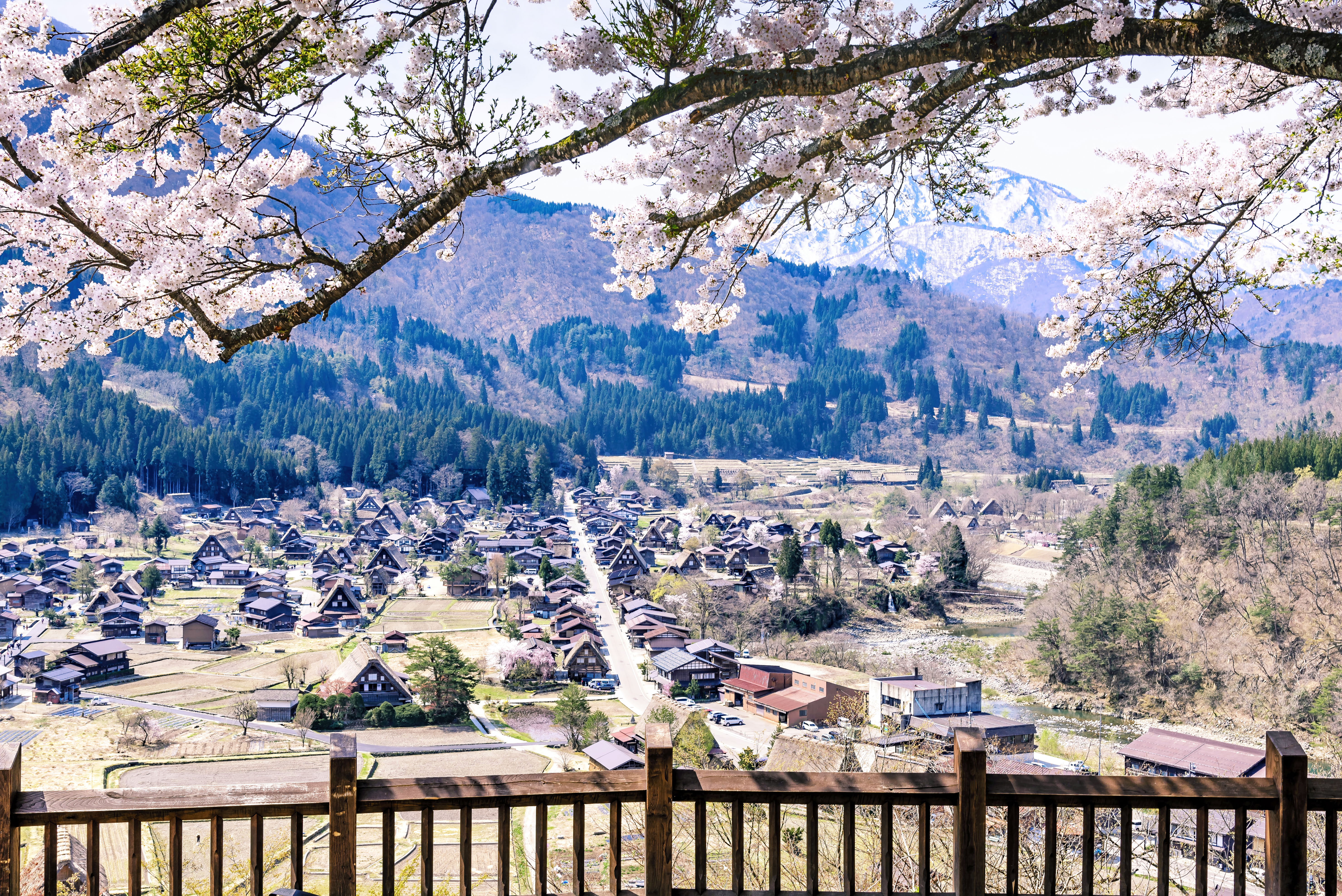 ▲▼日韓賞櫻！落英繽紛享美食拍美照。（圖／業者提供）