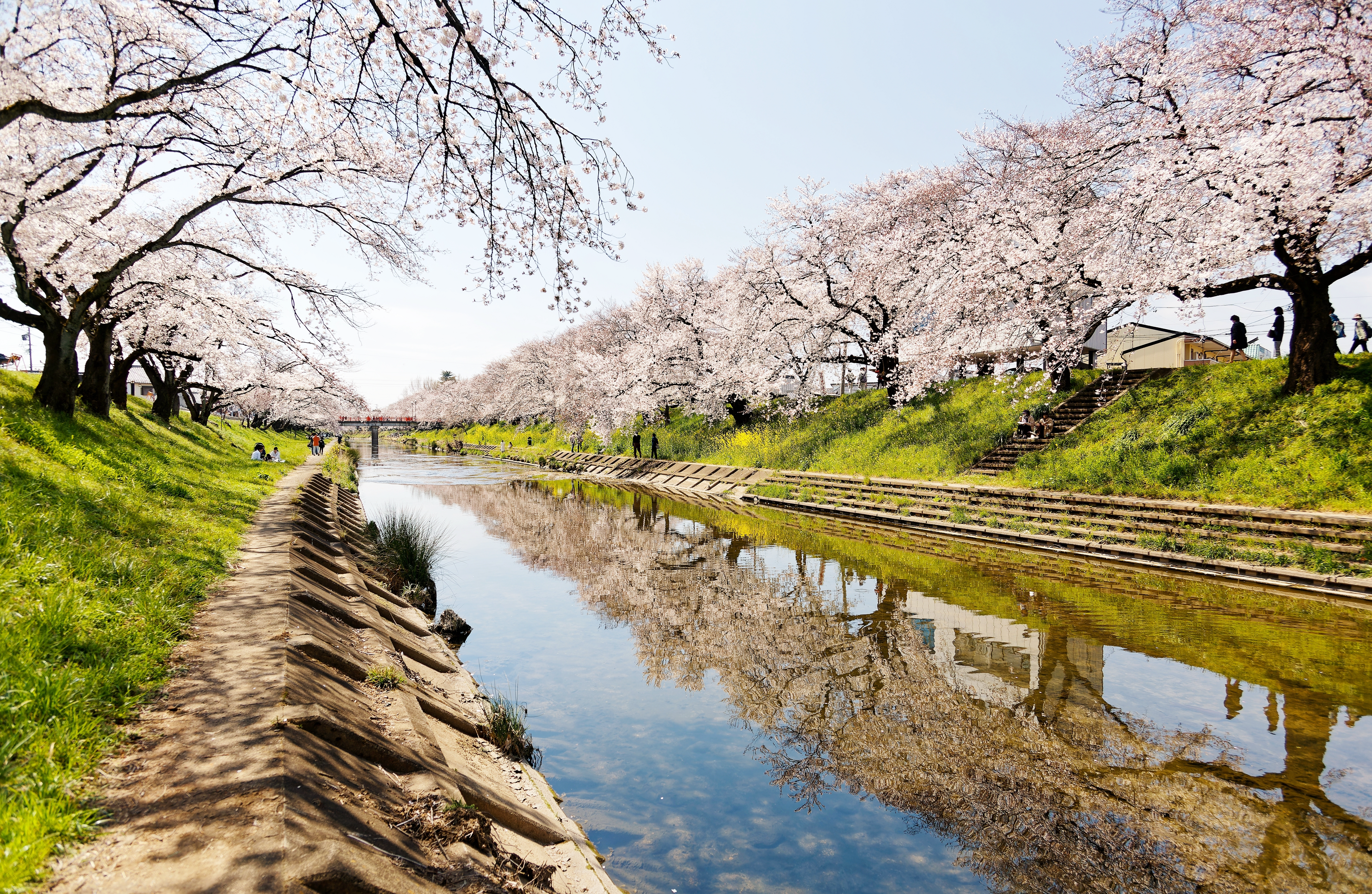 ▲▼日韓賞櫻！落英繽紛享美食拍美照。（圖／業者提供）