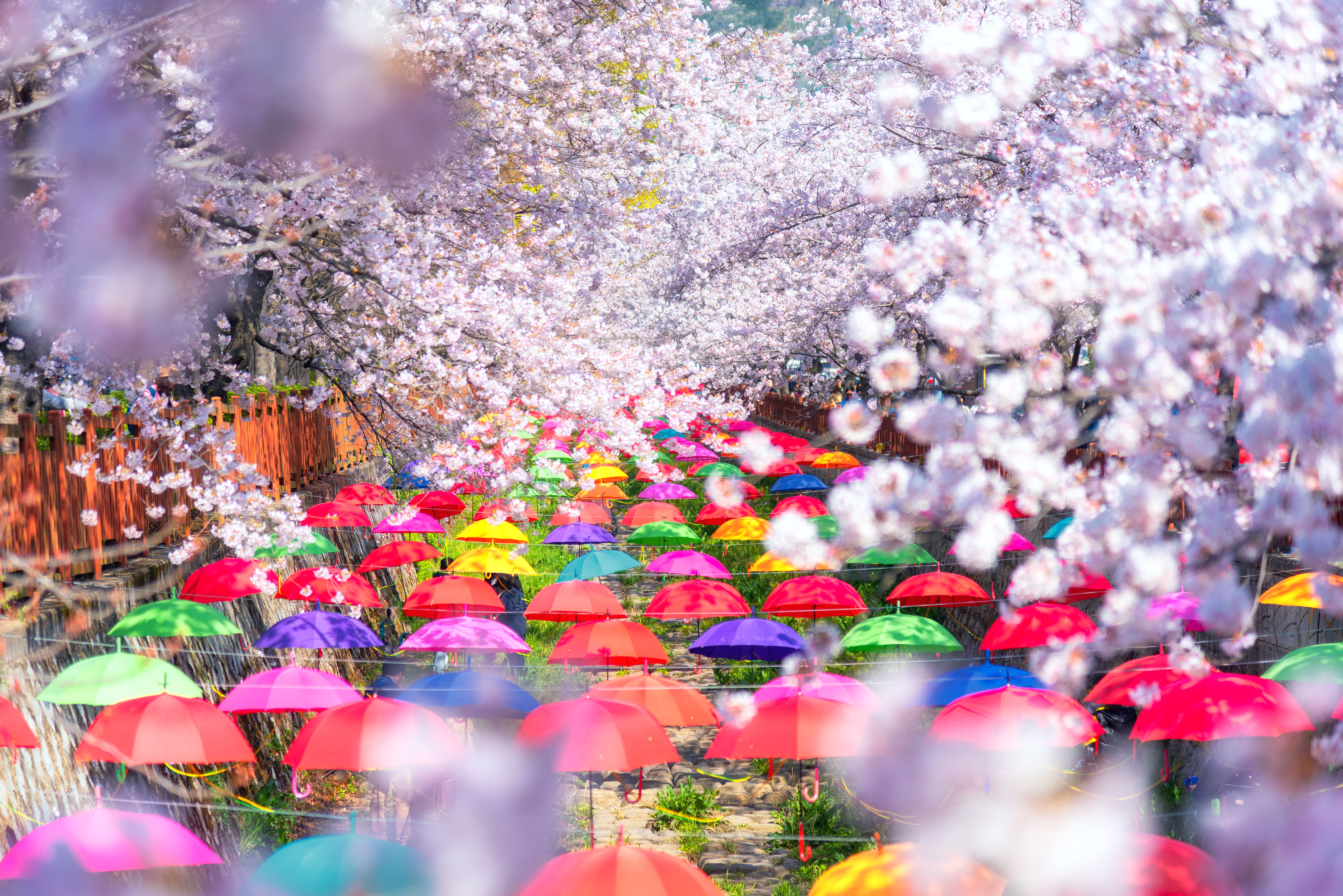 ▲▼日韓賞櫻！落英繽紛享美食拍美照。（圖／業者提供）