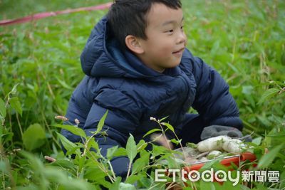 新北幼兒園搶先體驗關山拔蘿蔔　2025年蘿蔔季10日起「開拔」