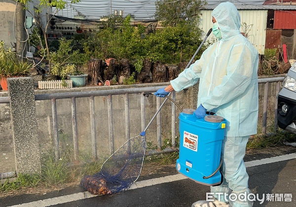 ▲屏東縣九如鄉靠近昌榮路大排發現棄置豬屍和死鷄           。（圖／記者陳崑福翻攝）