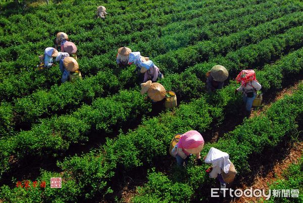 ▲▼苗栗飲料代工廠代三代，利用氣泡水加上茶葉，創造出氣泡蜜香紅茶。（圖／記者邱中岳翻攝）