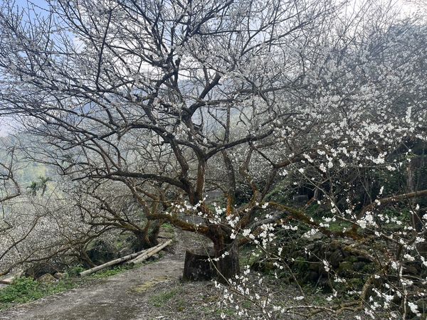 ▲▼台南梅嶺林家梅園梅花。（圖／台南市政府提供）