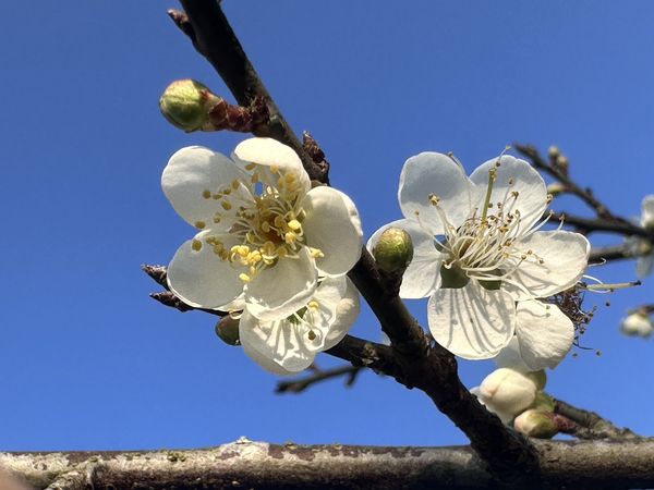 ▲▼台南梅嶺福來百年老梅園梅花。（圖／台南市政府提供）