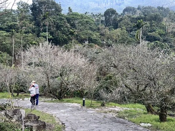 ▲▼台南梅嶺福來百年老梅園梅花。（圖／台南市政府提供）