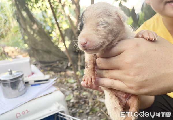 ▲桃園市動保處針對觀音區某農場傳出虐殺犬隻事件，動保處人員派員稽查。（圖／桃市府動保處提供）