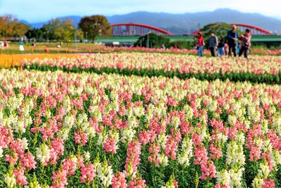 「北市2花海」正夢幻！美到過年