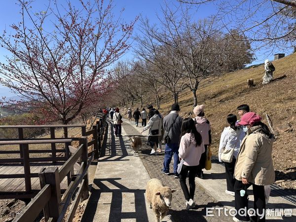 ▲清境農場邀請遊客到高山輕鬆賞雪。（圖／記者高堂堯攝）