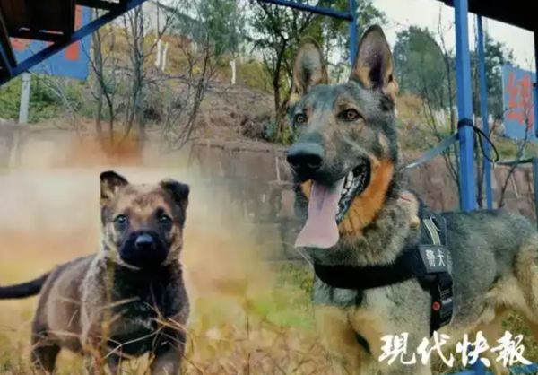 ▲▼陸公安對4警犬發通報：宿舍亂尿尿、不愛洗澡！。（圖／翻攝現代快報）