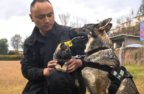 ▲▼陸公安對4警犬發通報：宿舍亂尿尿、不愛洗澡！。（圖／翻攝現代快報）