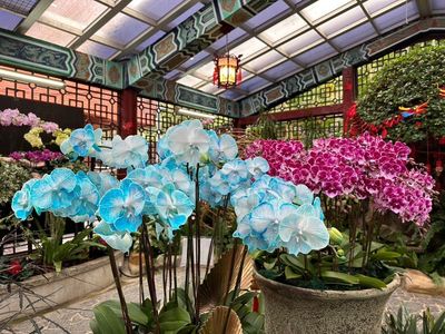 免費逛！士林官邸春節花展開跑　500株蘭花、吉祥植栽一次看