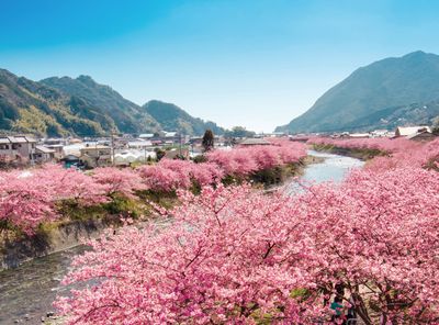 免費送你去！日本5處浪漫「河津櫻絕景」2月就能看　還能賞富士山