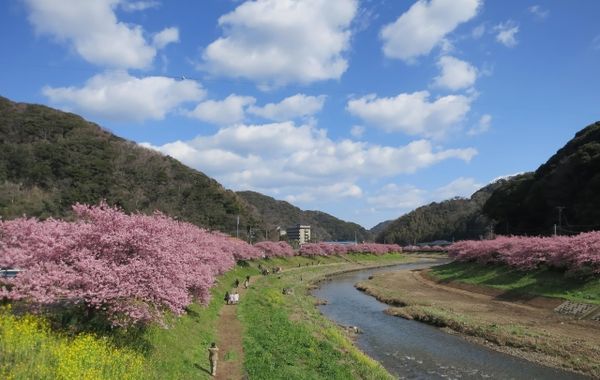 ▲▼南伊豆河津櫻。（圖／取自免費圖庫Photo AC）