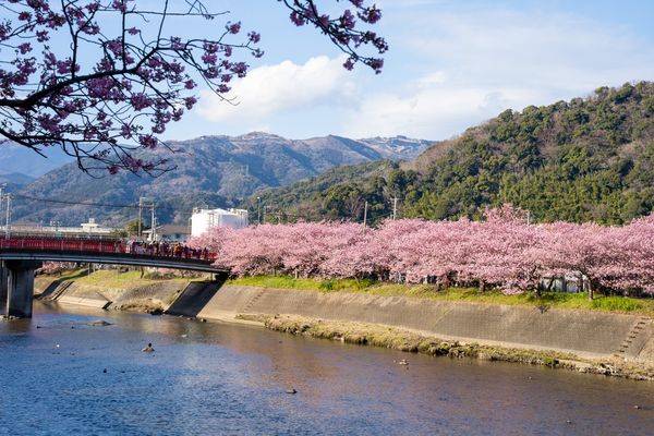 ▲▼河津町河津櫻。（圖／取自免費圖庫Photo AC）