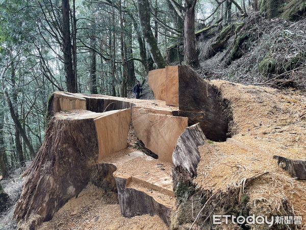 ▲資深山老鼠帶著堂弟和兒子進林道竊取珍貴林木，警方在低溫中埋伏成功逮捕3人。（圖／記者楊永盛翻攝）