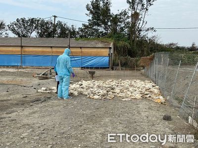 雲林麥寮肉鵝場爆發H5N1！　動防所撲殺402隻肉鵝、列管12禽場