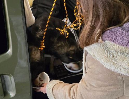 ▲開車旅行突撿到「兩隻小豆柴」　她無法養急忙上網求助。（圖／翻攝自X／@onsenychan）