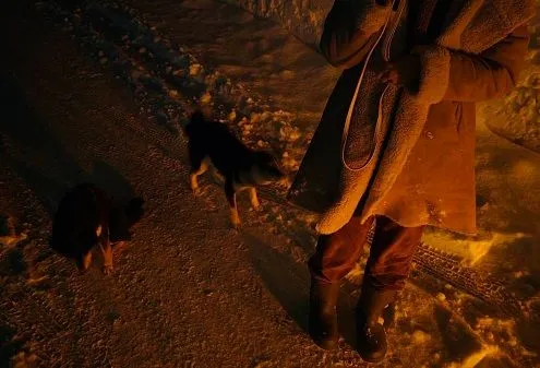 ▲開車旅行突撿到「兩隻小豆柴」　她無法養急忙上網求助。（圖／翻攝自X／@onsenychan）