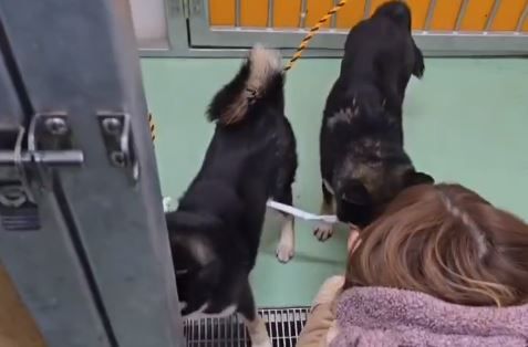 ▲開車旅行突撿到「兩隻小豆柴」　她無法養急忙上網求助。（圖／翻攝自X／@onsenychan）