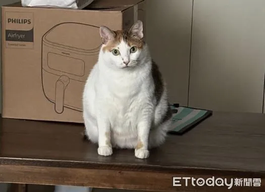 ▲胖三花發現鏟屎官霧完眉　眼睛瞪大變「傻眼貓咪」還歪頭確認。（圖／網友林小姐提供，請勿隨意翻拍，以免侵權。）