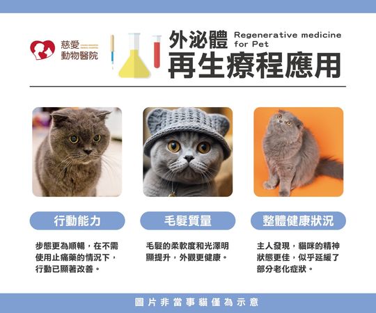 老貓藉由再生醫學改善生活品質。（圖／慈愛動物醫院提供）