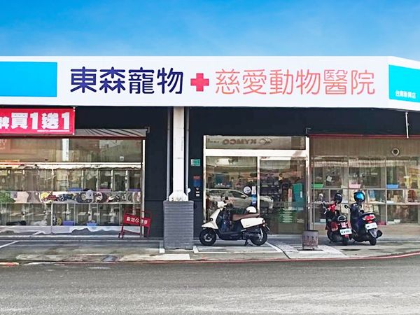 老貓藉由再生醫學改善生活品質。（圖／慈愛動物醫院提供）