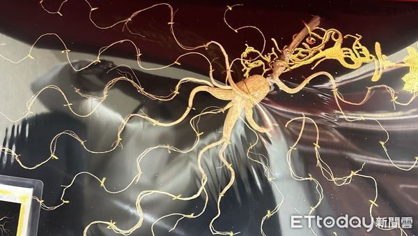 ▲▼警方埋伏逮捕取款車手，詐騙集團拍下野山參照片取信被害人             。（圖／記者陳以昇翻攝）