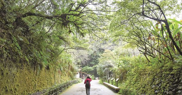 ▲大溪百吉林蔭步可銜接後慈湖，一年四季都是熱門景點。（圖／觀旅局提供）