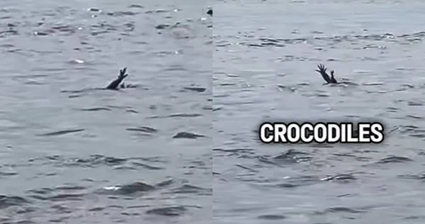印尼峇里島有隻鱷魚疑似「模仿人類溺水」，將四肢伸出水面揮舞。（圖／翻攝自YouTube／Binge Post）