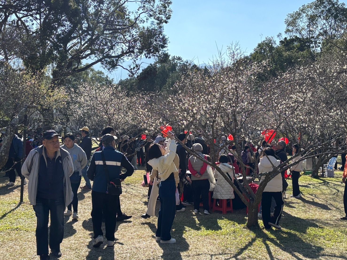▲▼桃園,角板山行館,梅花,賞花,2025探索北橫,觀光。（圖／桃園市政府風景區管理處提供）
