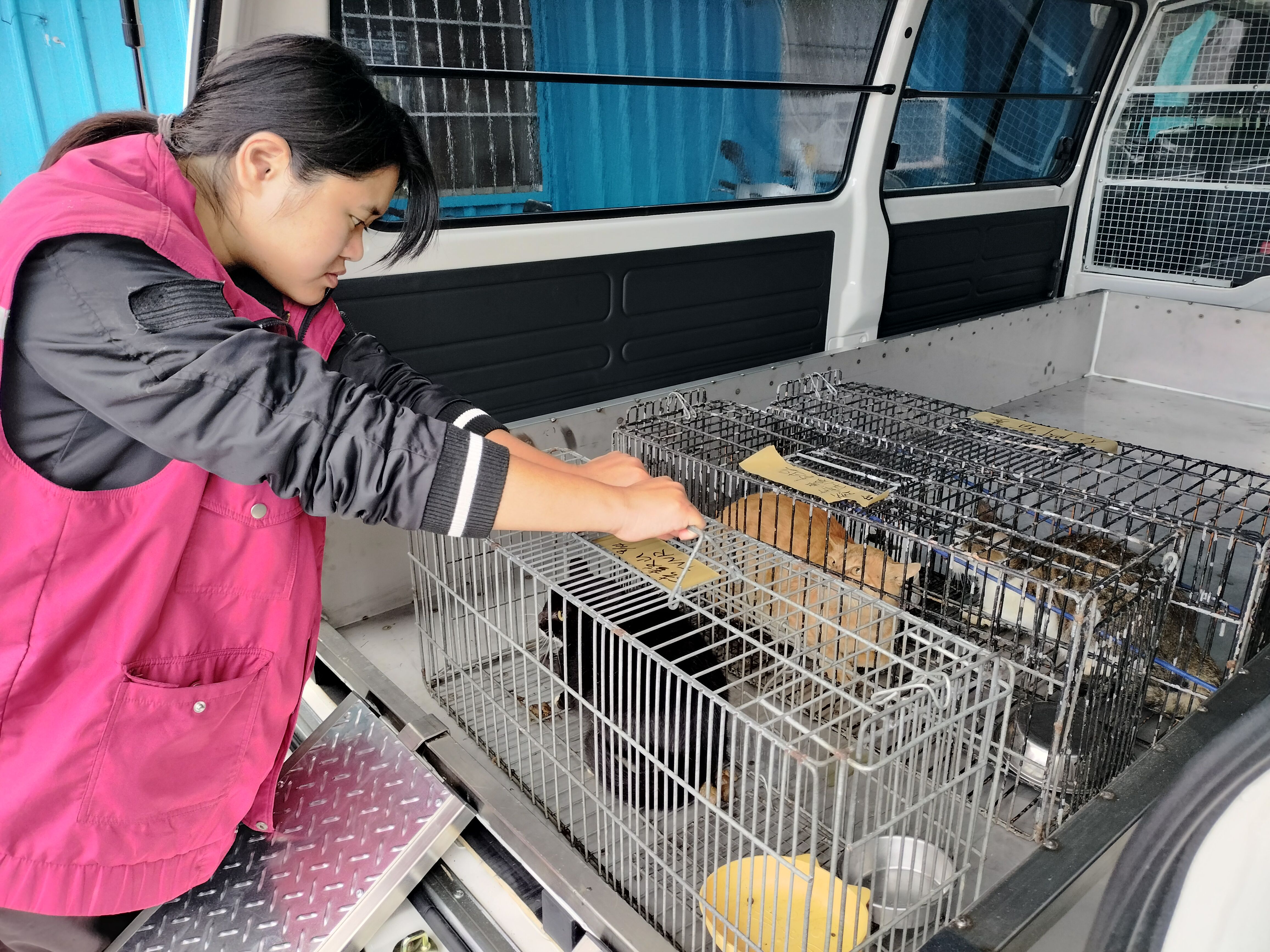 ▲新北動物管制救援車。（圖／新北市動保處提供）