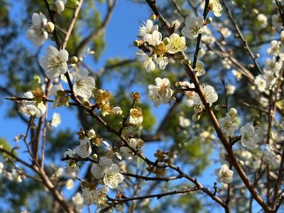 角板山行館園區梅花盛開　把握最佳賞花期限