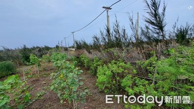 9企業去年認養造林逾4.8萬株　林保署南投分署今年開放6.57公頃