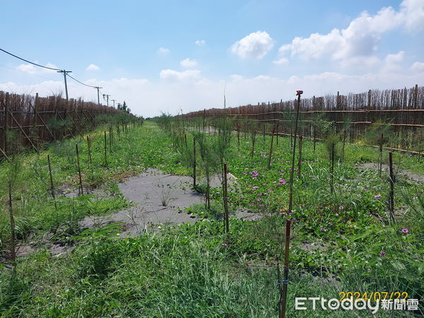 ▲中華電信股份有限公司認養造林第1年情形(113-環1造林地)。（圖／林業保育署南投分署提供）