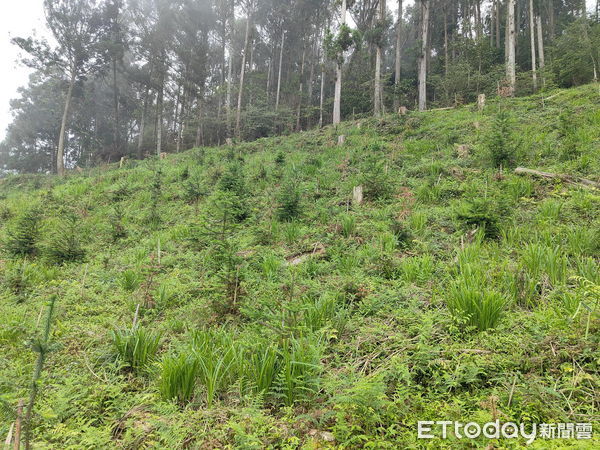 ▲日月光環保永續基金會認養造林第3年情形(113-國92造林地)。