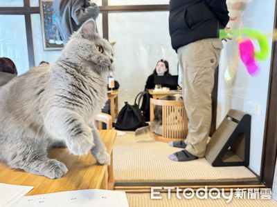 貓咪與歷史的完美邂逅　日式老屋與貓台南主題餐廳登場