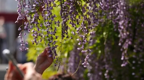 ▲▼  紫藤花、種子劇毒           。（圖／翻攝 上觀）