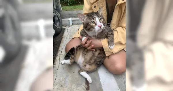 8.5公斤的虎斑貓「師父」。（圖／臉書　Apiwat Toyothaka）