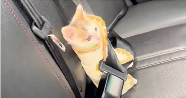 小貓搭了共享汽車。（圖／翻攝畫面）