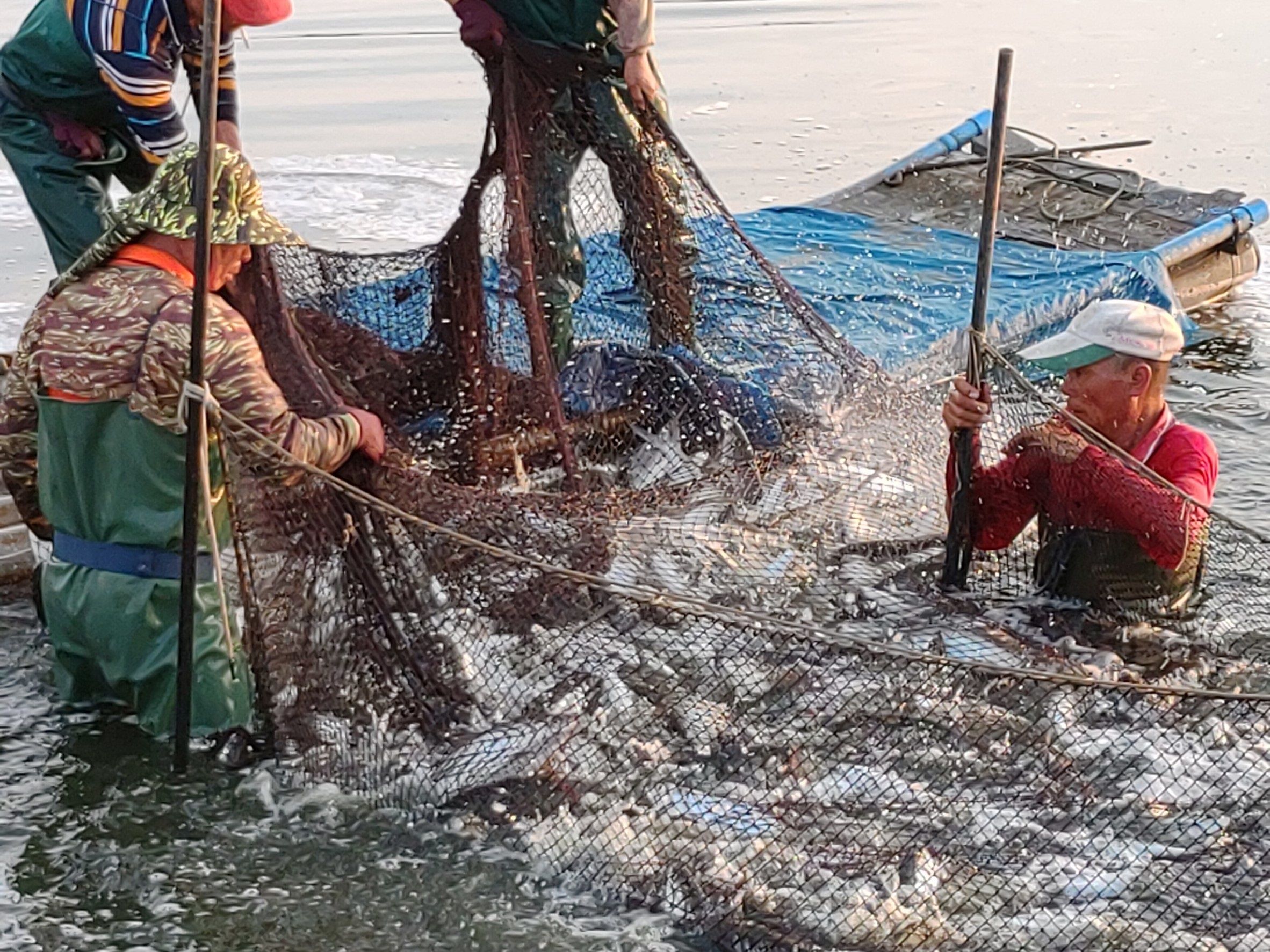 ▲▼台南安平在清代是虱目魚規模最大魚塭所在地，因此被稱為「安平魚」。（圖／台南市政府提供）